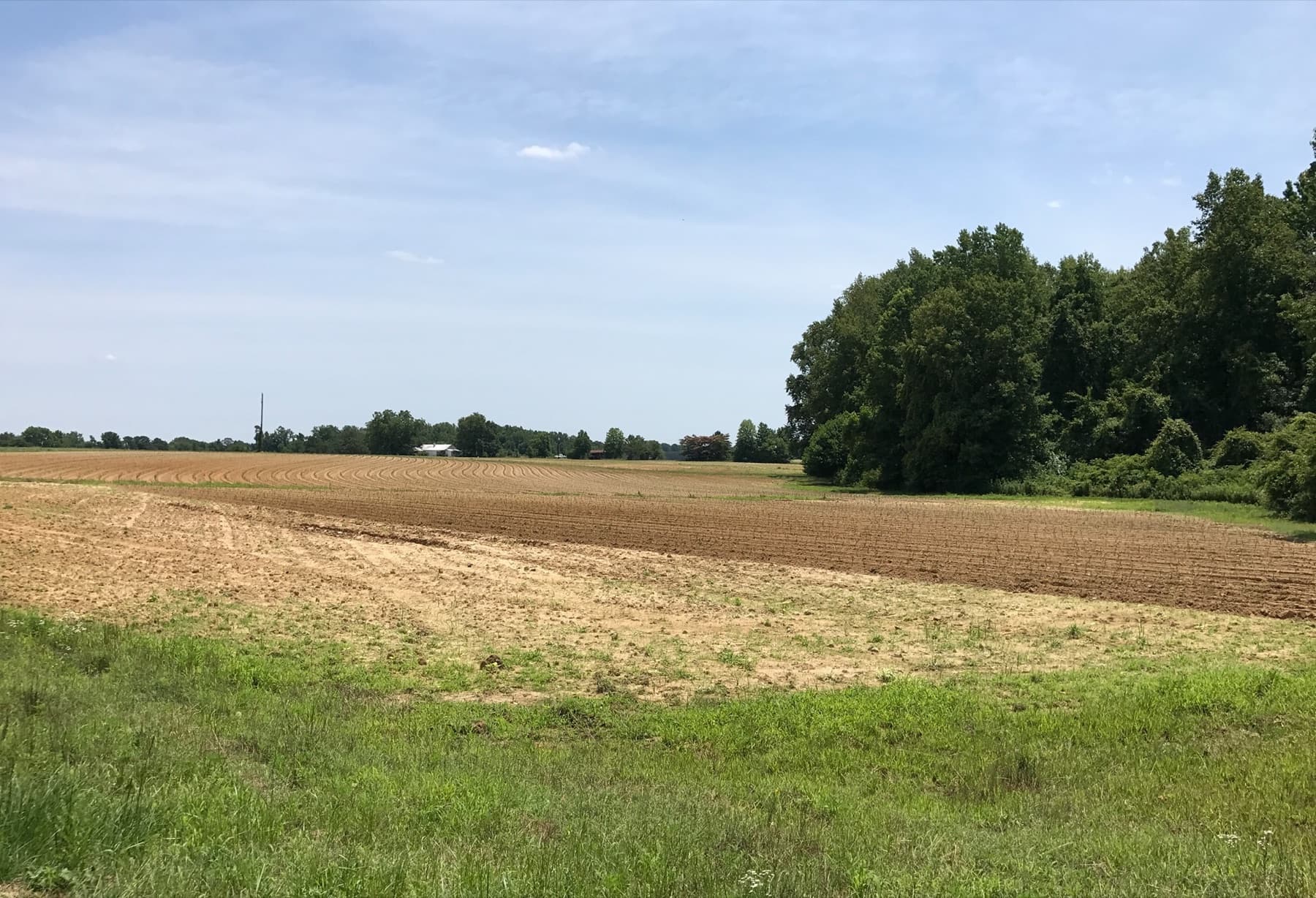 Sweetpotato field in Willow Spring, North Carolina